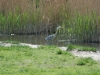 IMG_5592_400x600.JPG