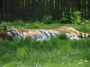 IMG_5597_800x533.JPG